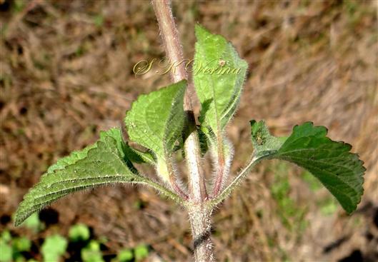  Leafy shoot (Leaves with abaxial view)